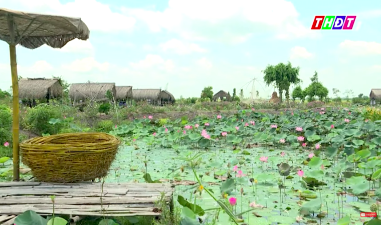 Về Tháp Mười ngắm sen hồng tỏa sắc