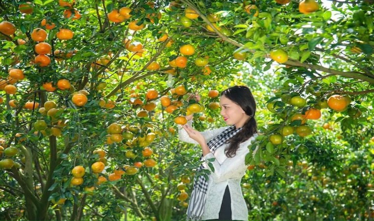 Du lịch Nông nghiệp tỉnh Đồng Tháp – 5 năm một hành trình