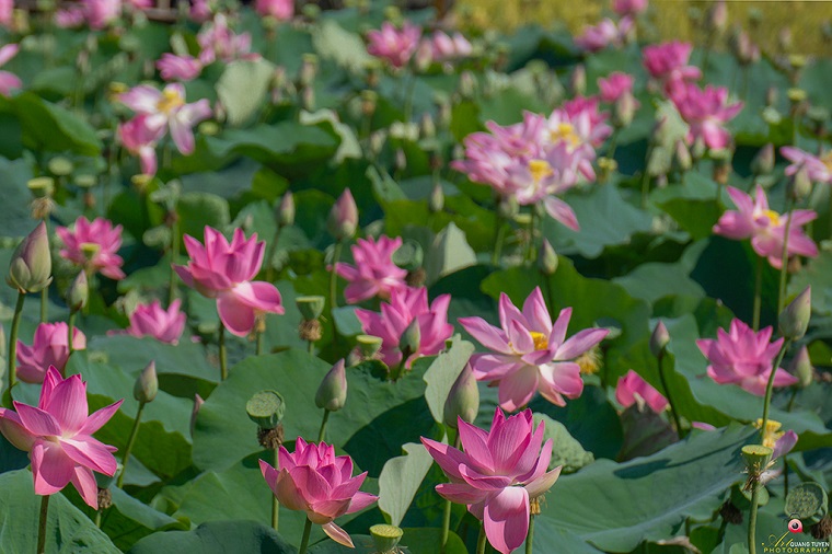  Đề nghị gia hạn thời gian áp dụng chính sách ưu đãi phát triển du lịch