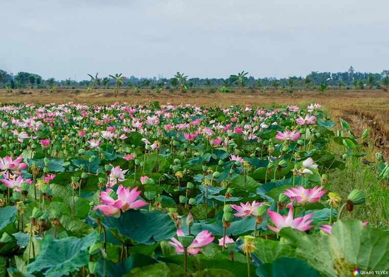 Quyết tâm đưa du lịch Đồng Tháp dẫn đầu khu vực về chuyển đổi số