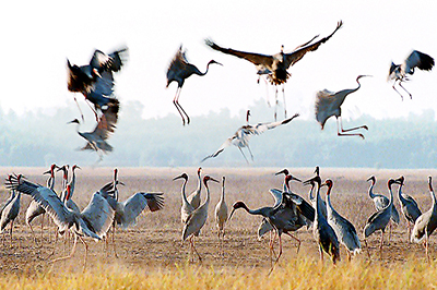 Vườn quốc gia Tràm Chim