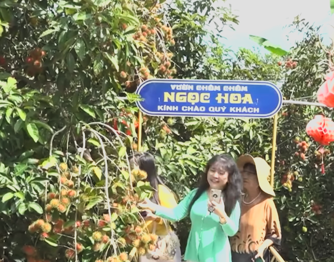 Đồng Tháp: Vườn chôm chôm Ngọc Hoa mở cửa đón khách