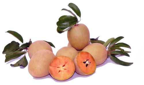 Sapô Mặc Bắc Kim Sơn